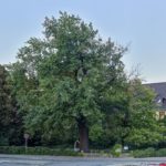 Lutherstadt Wittenberg: Luthereiche